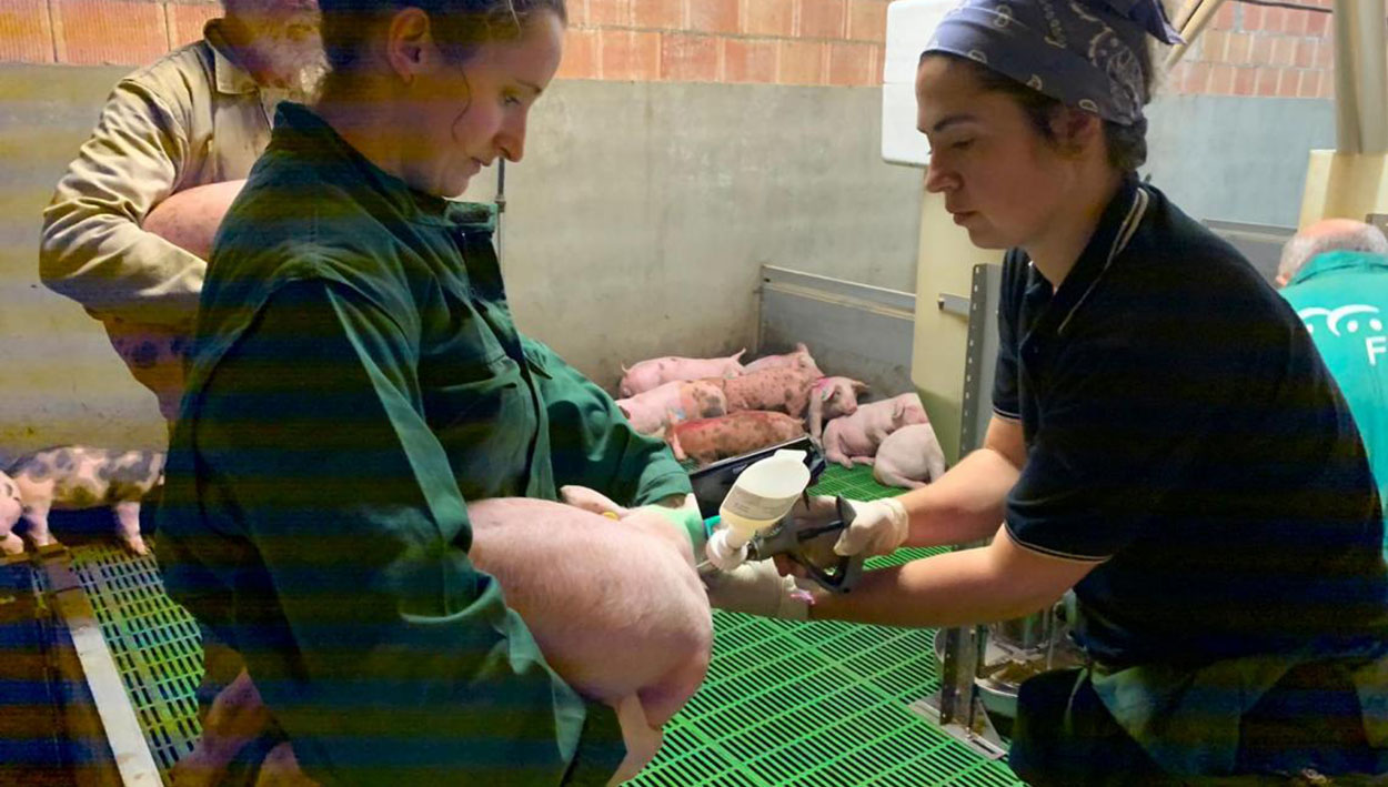 Avalada la primera vacuna del mundo frente a la disentería porcina desarrollada en Castilla y León