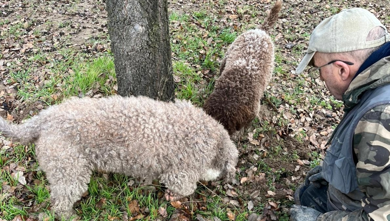 La cosecha de trufa negra ecológica de la Diputación de Zamora, adjudicada por 1.200 euros el kilo