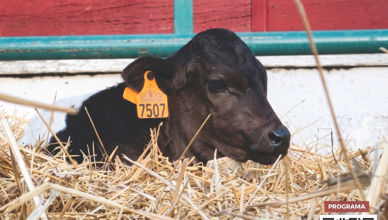 El Espinar disfrutará de 3 días de Feria de Ganado Vacuno 
