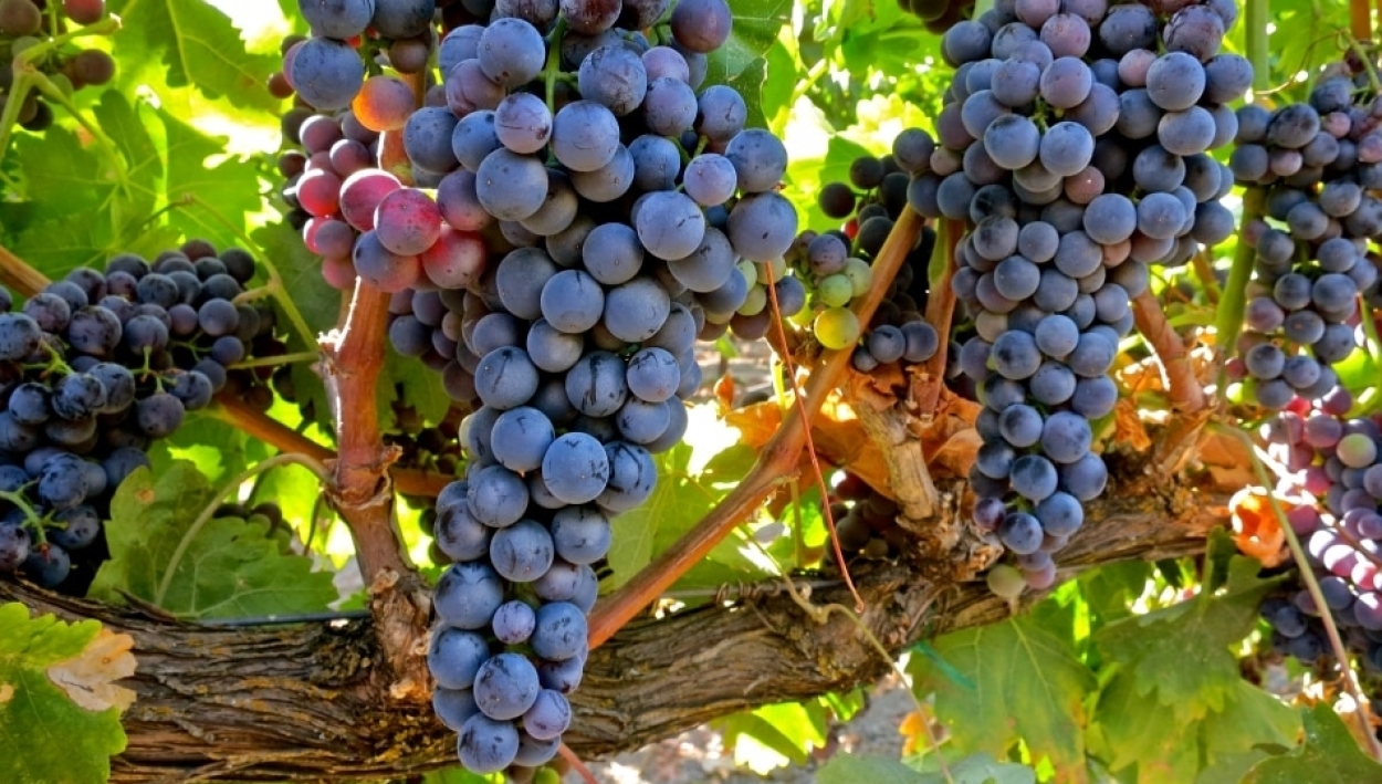 ASAJA Valladolid alerta por el precio de la uva en Ribera del Duero y amenaza con movilizaciones